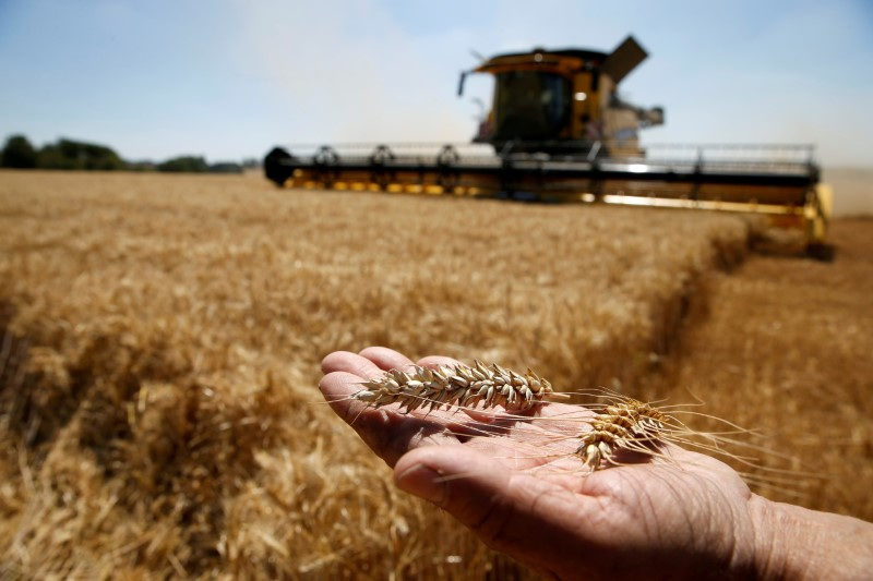 Agricultores da França aumentarão área de trigo soft para 2023, diz ministério