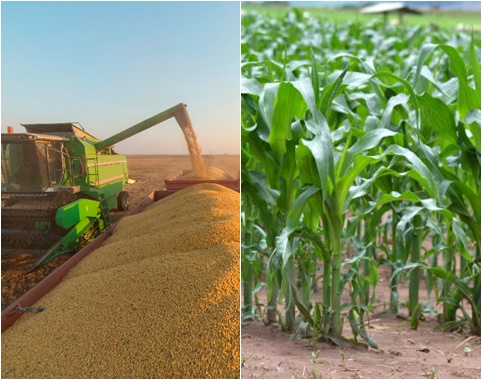 Produção total de milho é projetada em 125,82 milhões de toneladas pela Conab