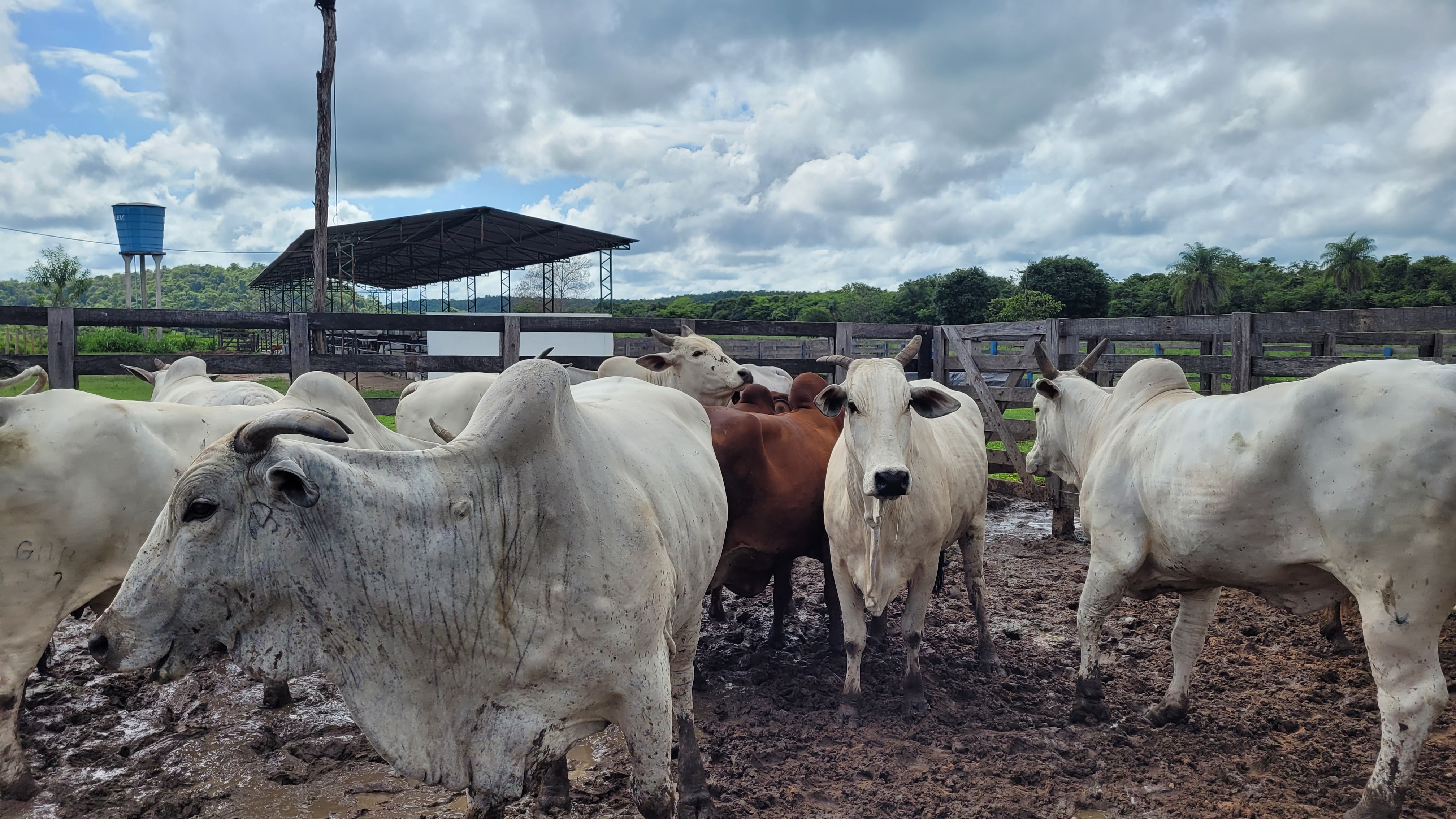 Com 34 frigoríficos habilitados, Brasil poderá exportar carne bovina para o México