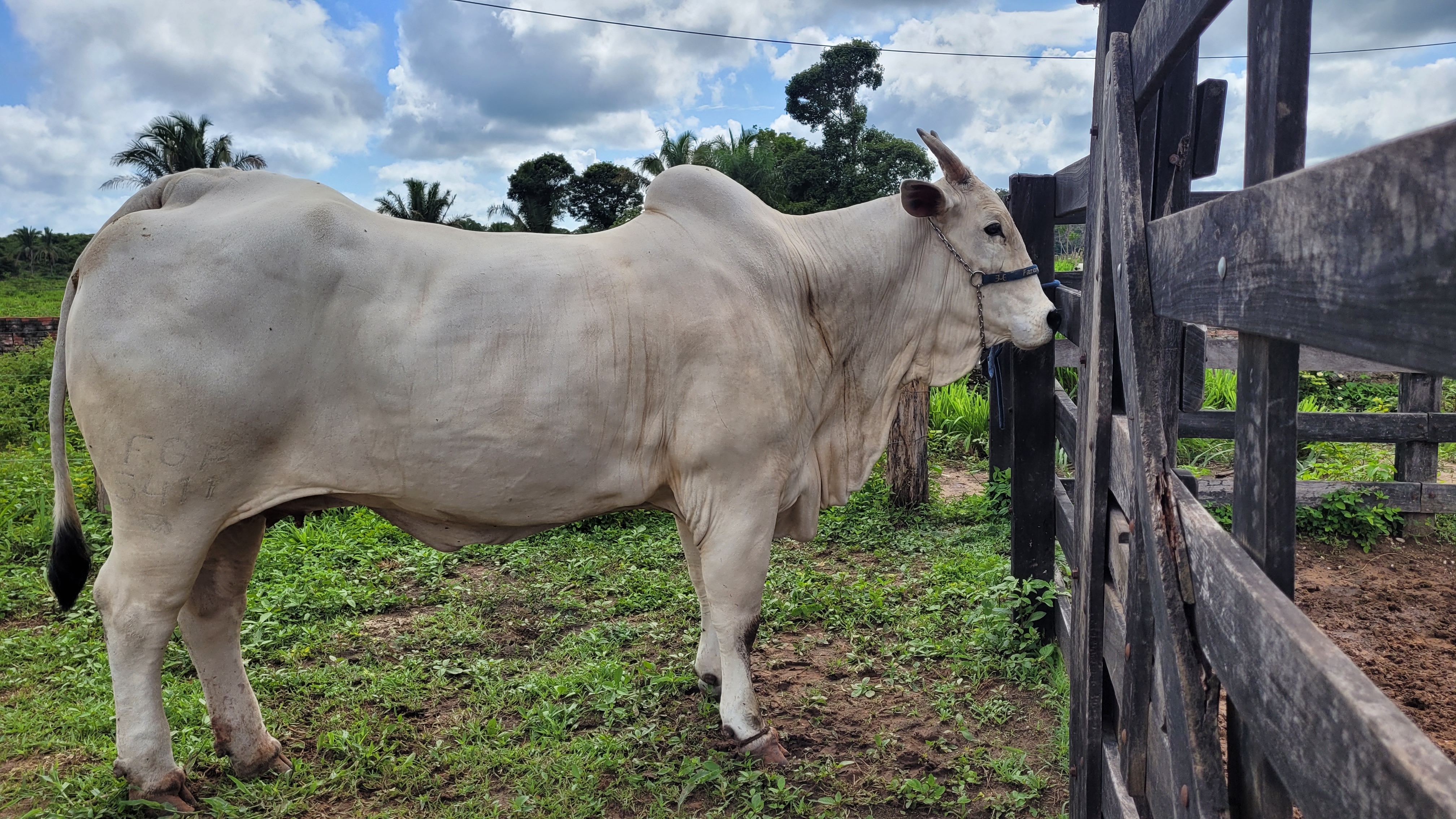 Brasil suspende exportações de carne bovina à China por causa de doença da Vaca Louca