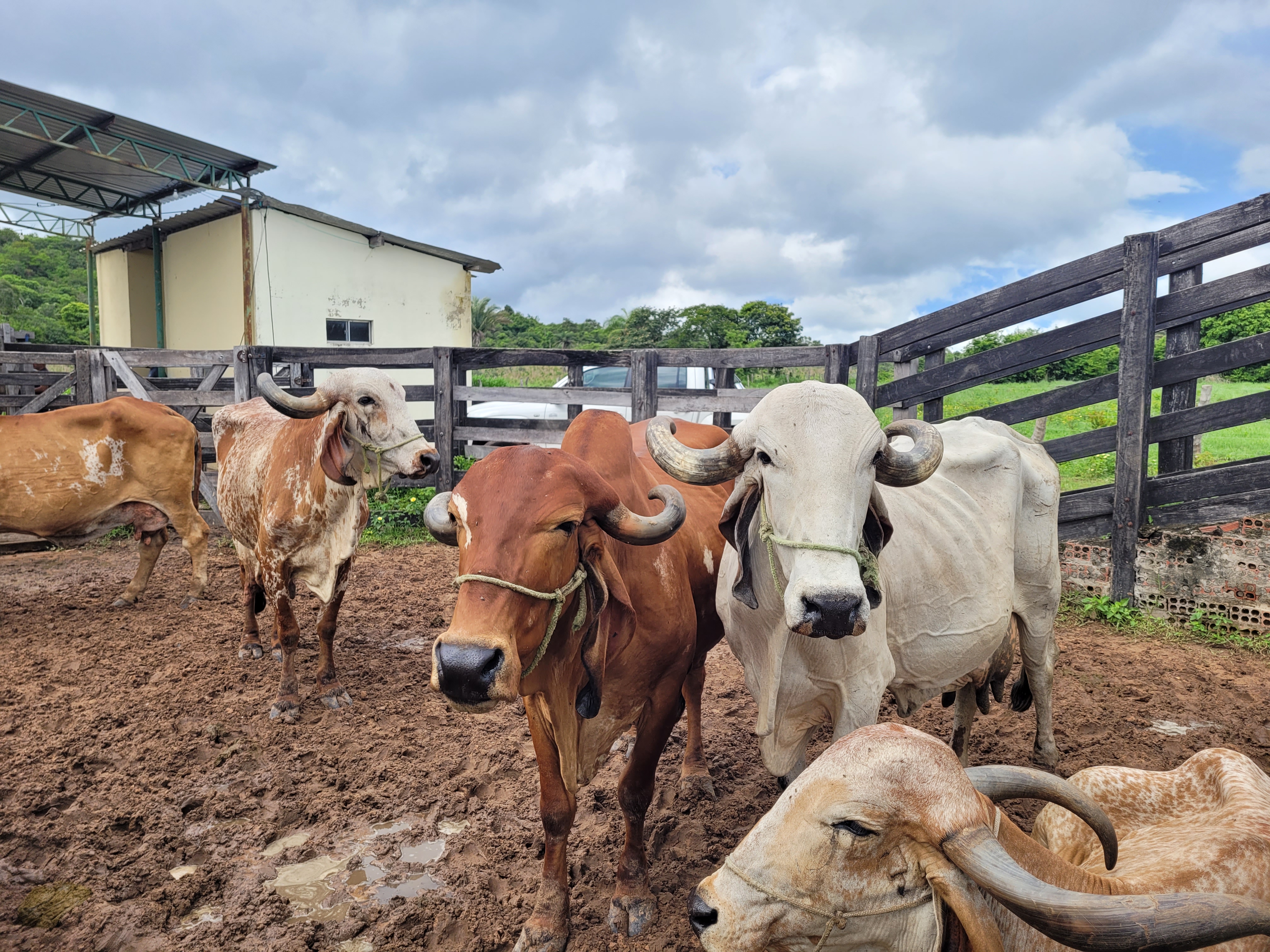 Senar lança curso gratuitos sobre sistema de criação de vacas leiteiras