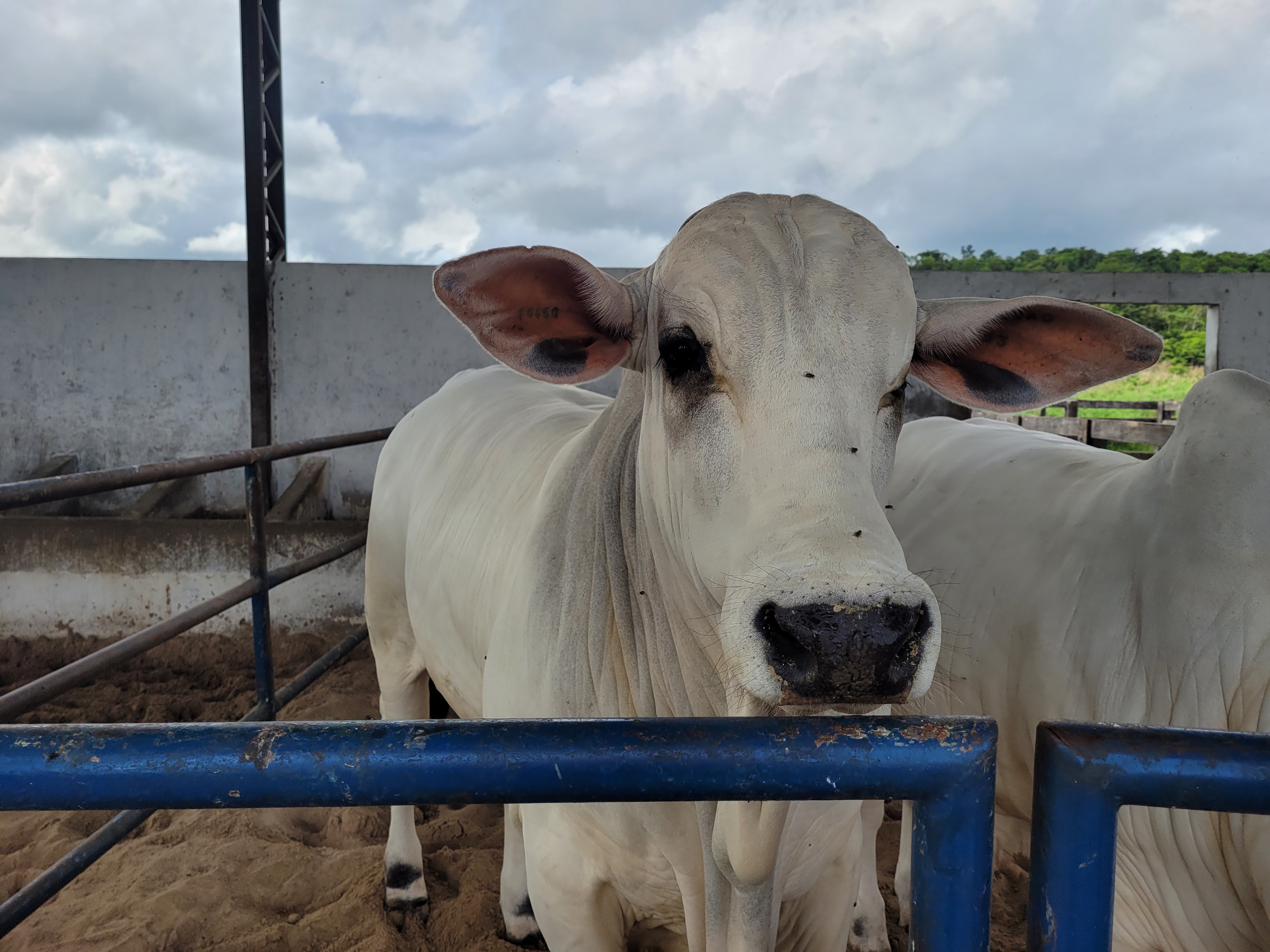 Ministro Carlos Fávaro afirma que caso da doença da Vaca Louca descoberto no Pará é atípico