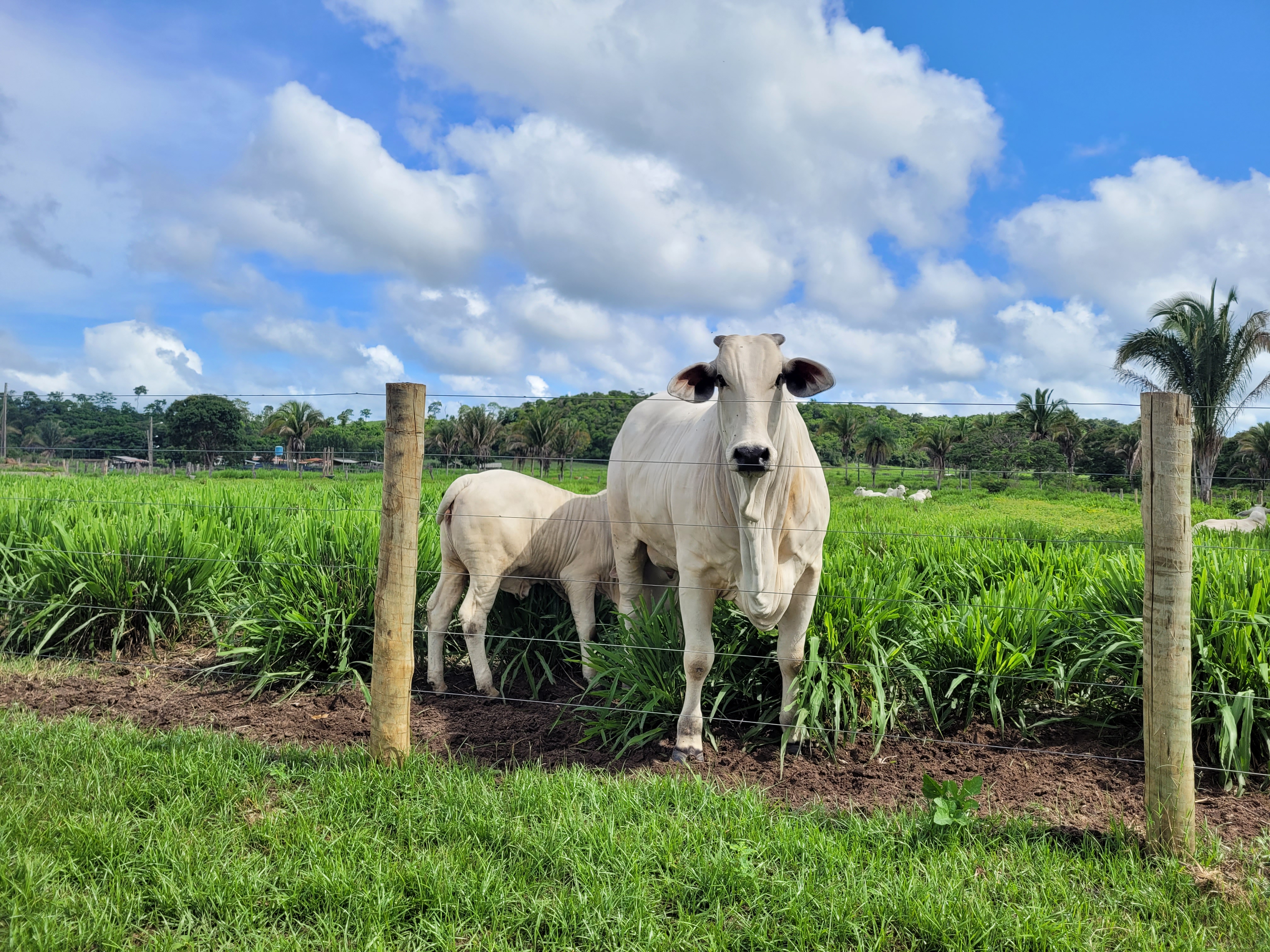 Febre Aftosa: Piauí supera meta de vacinação de bovinos