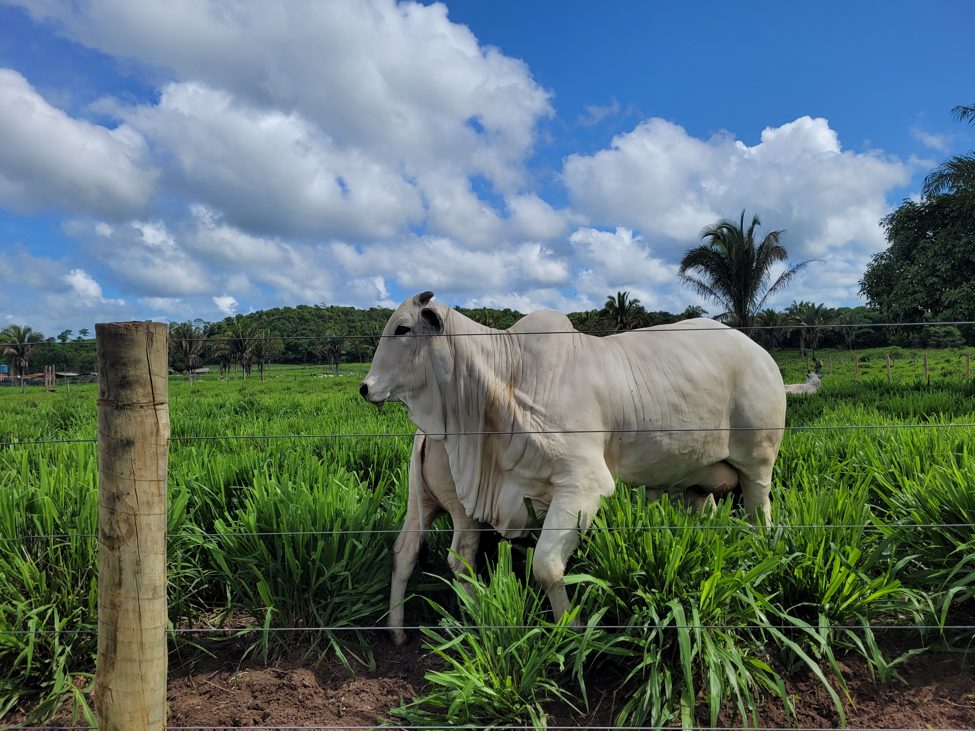 Janeiro encerra com baixa nas cotações do bezerro, do boi gordo e da carne