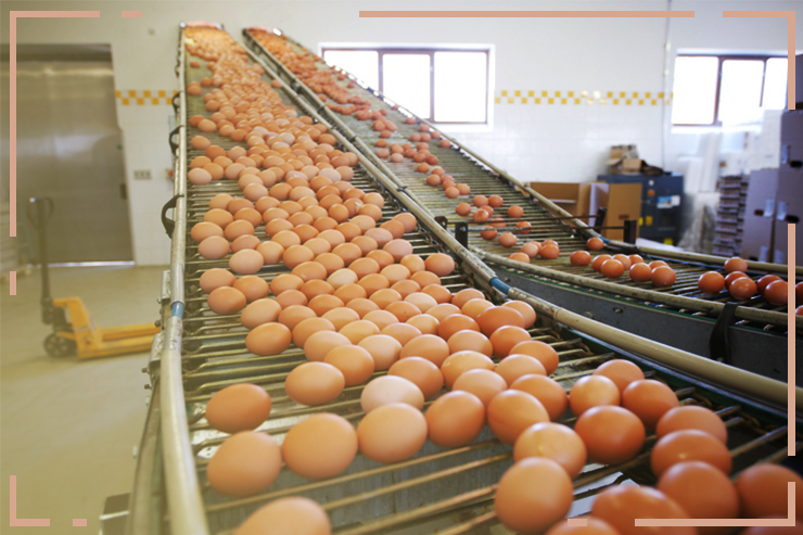 Preços dos ovos registram alta acima de 20% em fevereiro