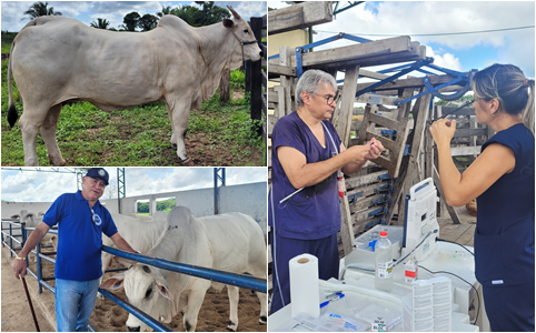 Referência no Piauí, Fazenda JM mostra como é feita aspiração de bovinos; confira