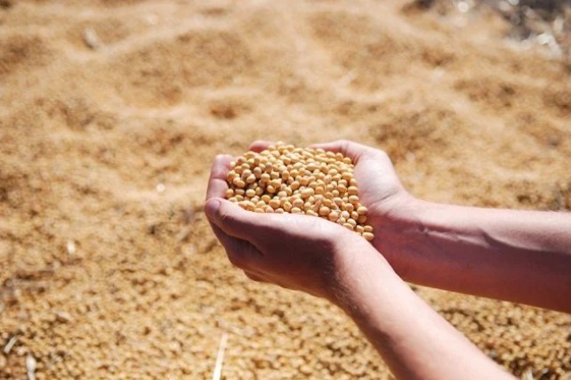 Pesquisas destacam a relevância do vigor na semente para o aumento do desempenho das lavouras de soja