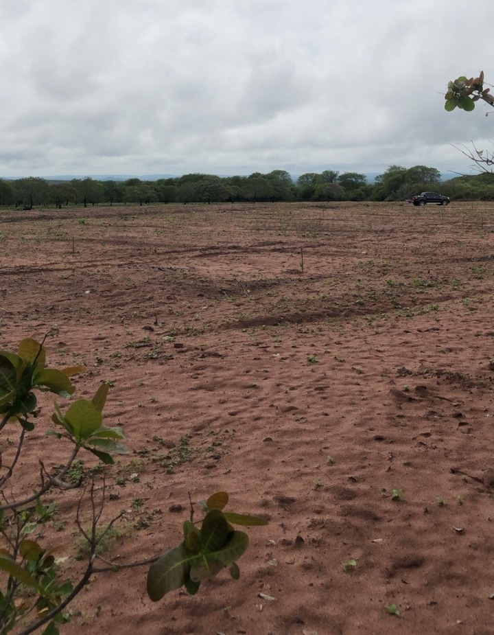 Período chuvoso inicia plantio do caju no Piauí que tem boa expectativa de produção para 2023