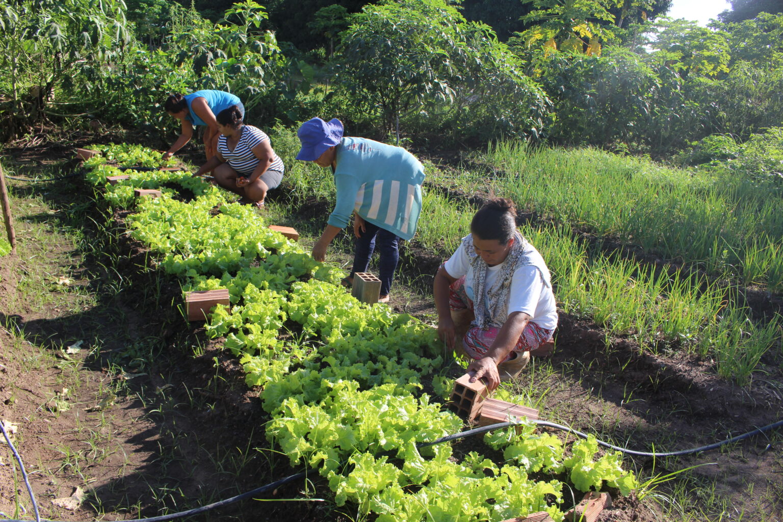 SAF vai utilizar programa de US$ 18 milhões de dólares que beneficiará 60 mil famílias