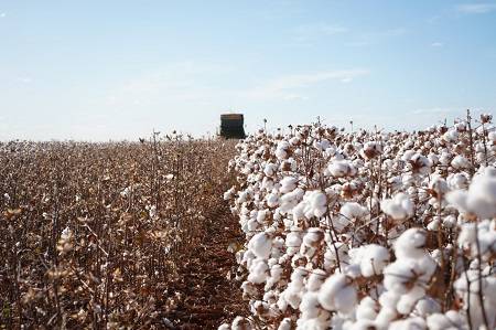 84% da produção brasileira de algodão sustentável possui certificação socioambiental