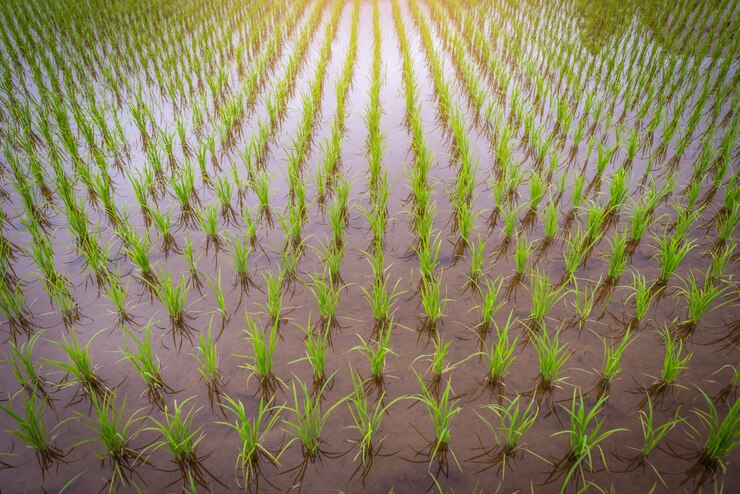 Produção de arroz na Índia deve cair devido às chuvas abaixo da média