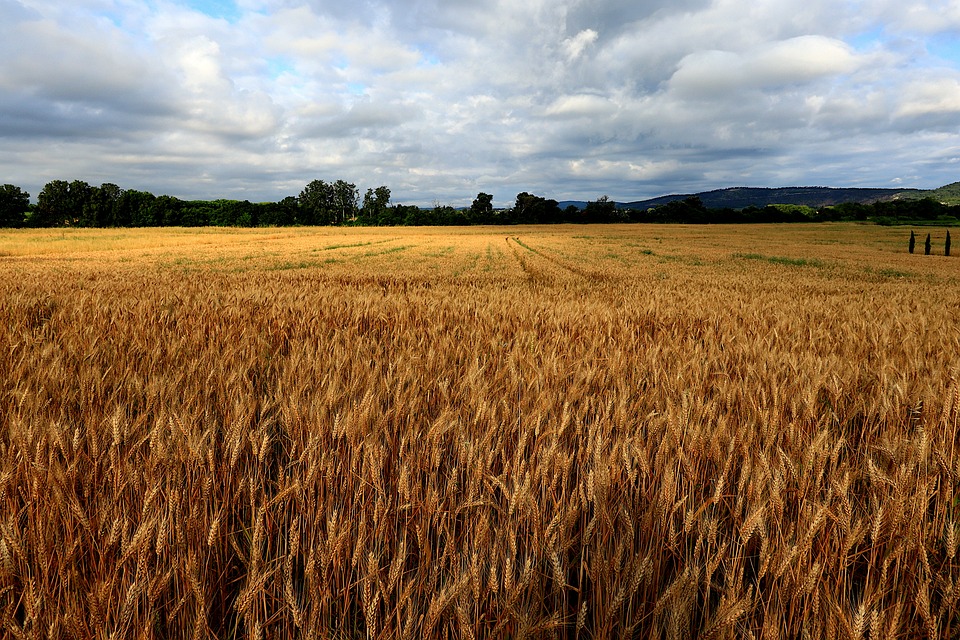 Mercado de agroquímicos para trigo cresce 60% em 2022