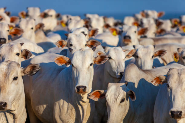 Exportação de carne bovina somam quase 2 milhões de toneladas em 2022