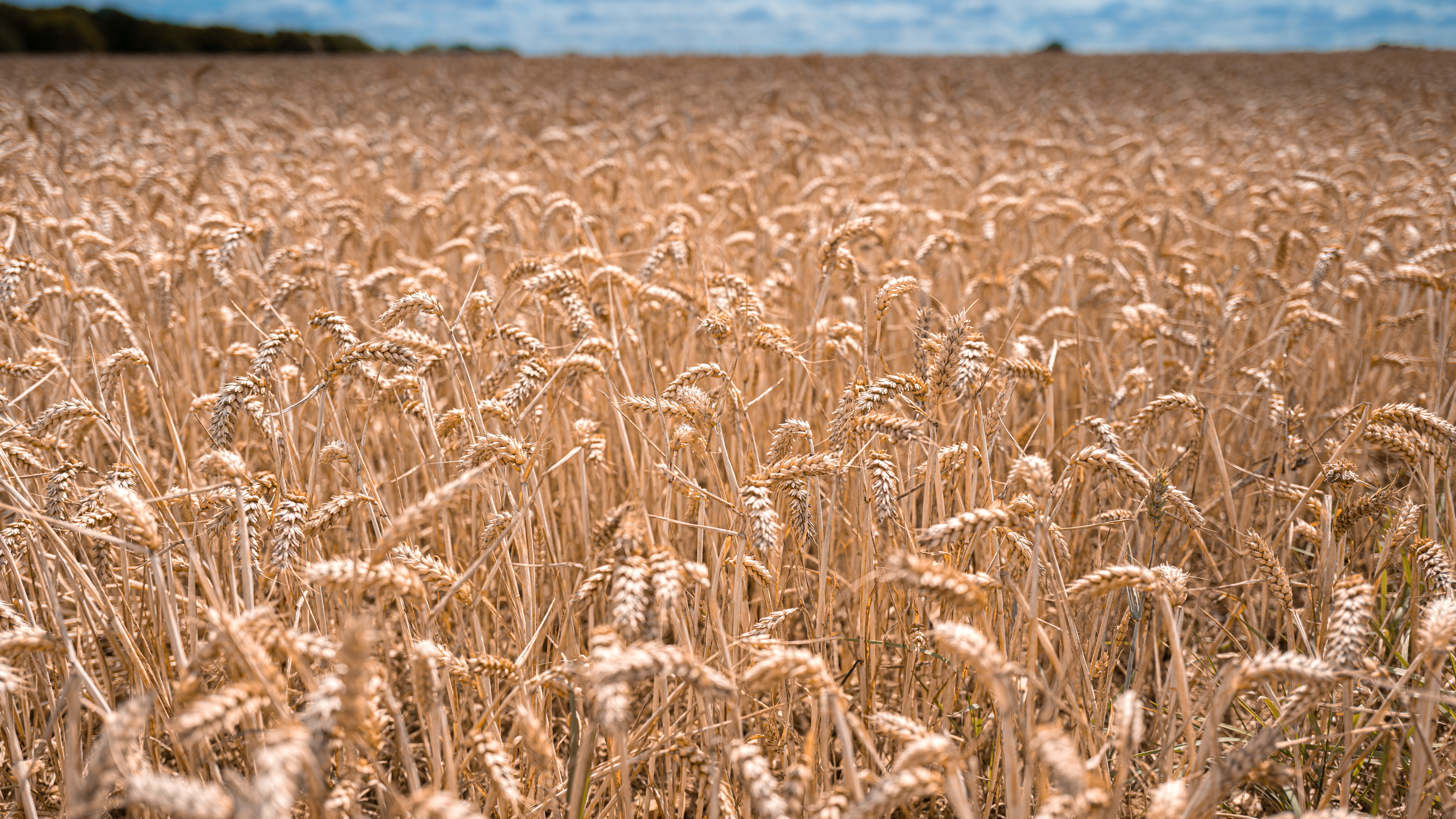 Cotações internas do trigo iniciam ano em queda devido alta disponibilidade após colheita recorde