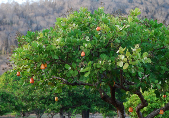 Produção de castanha de caju poderá ter aumento de 27% até o final de 2023