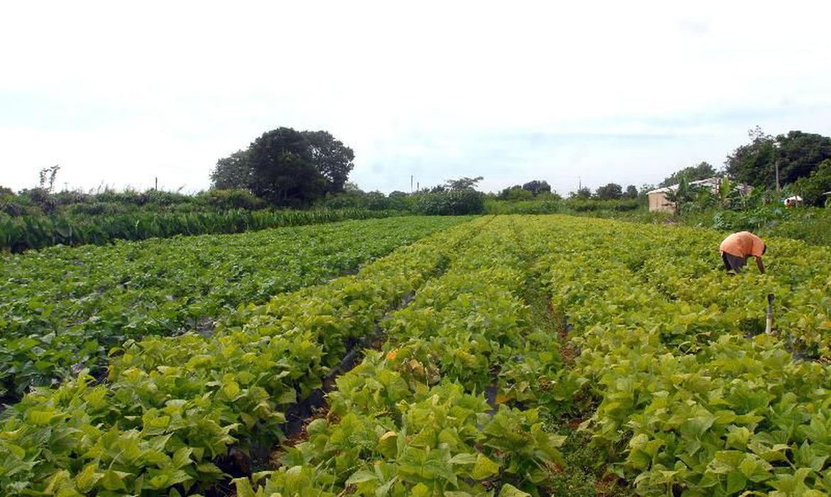 Oasis da agricultura no Pará