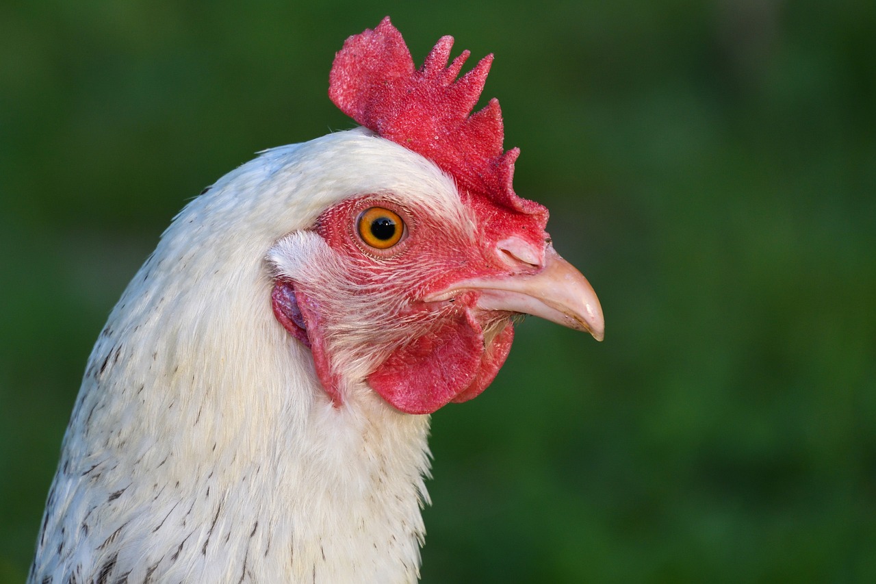 Ministério da Agricultura adota medidas contra gripe aviária no Brasil