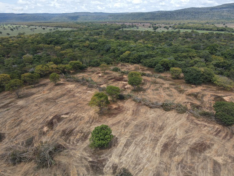 Ibama embarga 3.380 hectares em área de desmatamento ilegal na caatinga