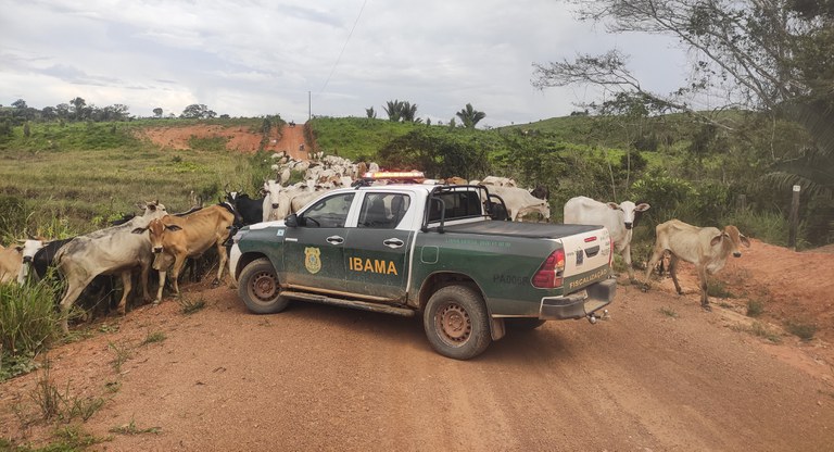 Operação do Ibama apreende gado em áreas embargadas na Amazônia