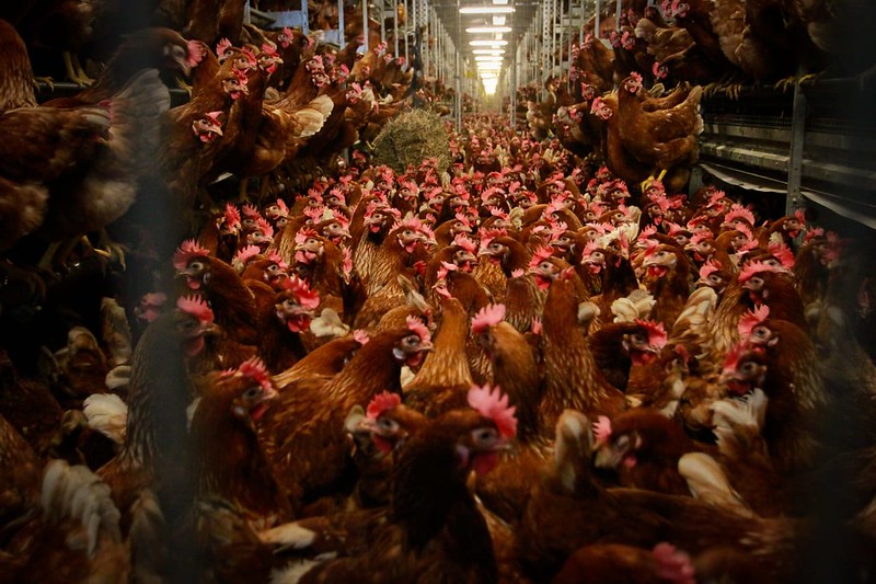 Embrapa divulga evolução das cadeias produtivas de frango, suína e ovos nos últimos 50 anos