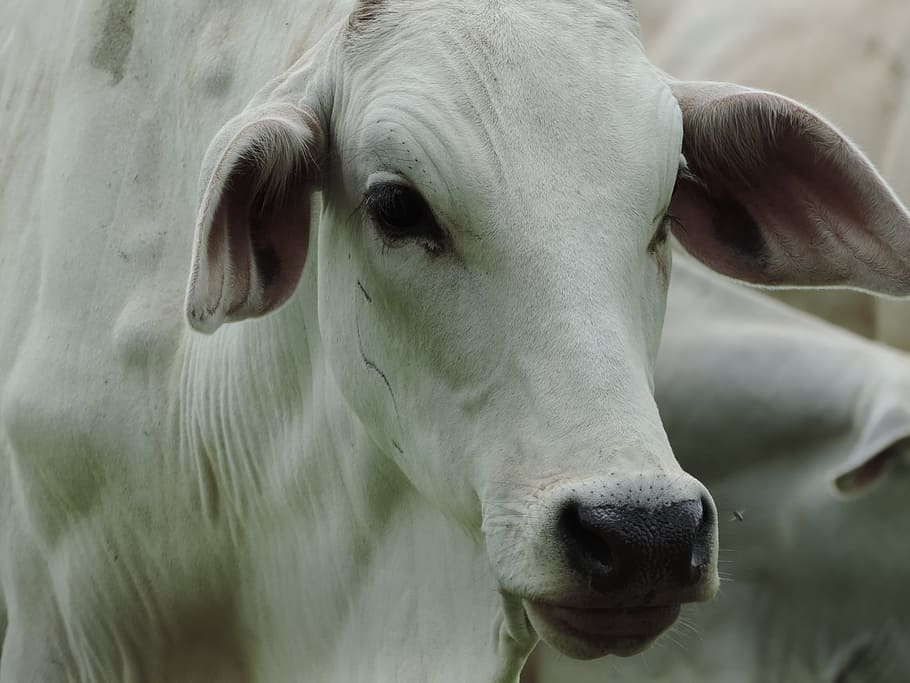 Oferta de animais para abate influencia queda nas cotações do boi gordo
