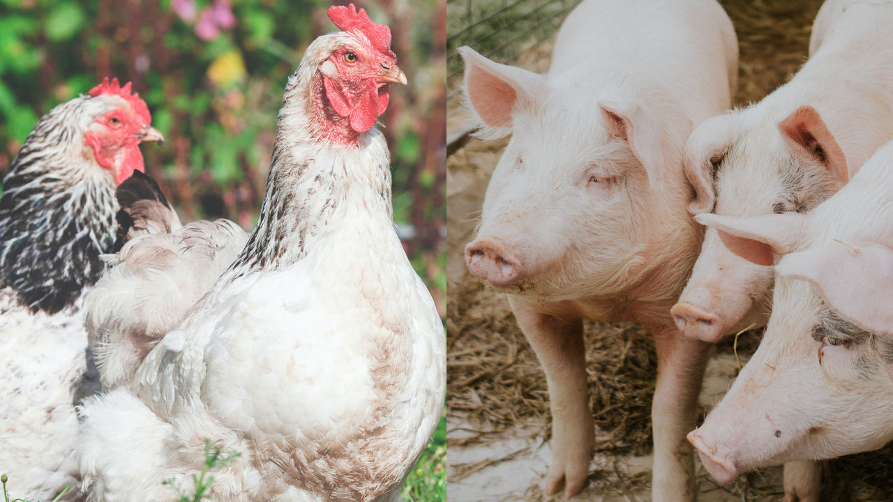 ApexBrasil avalia acesso a mercados para exportação de carnes de aves e suínos brasileiras