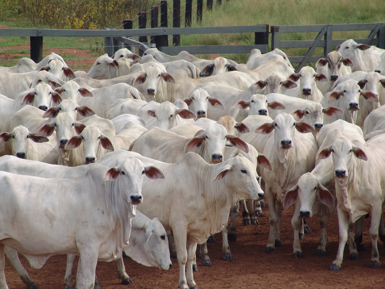 Exportações de carne bovina por Mato Grosso alcança recorde em fevereiro