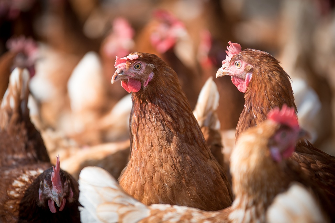 China libera importação de proteína processada de aves e suínos