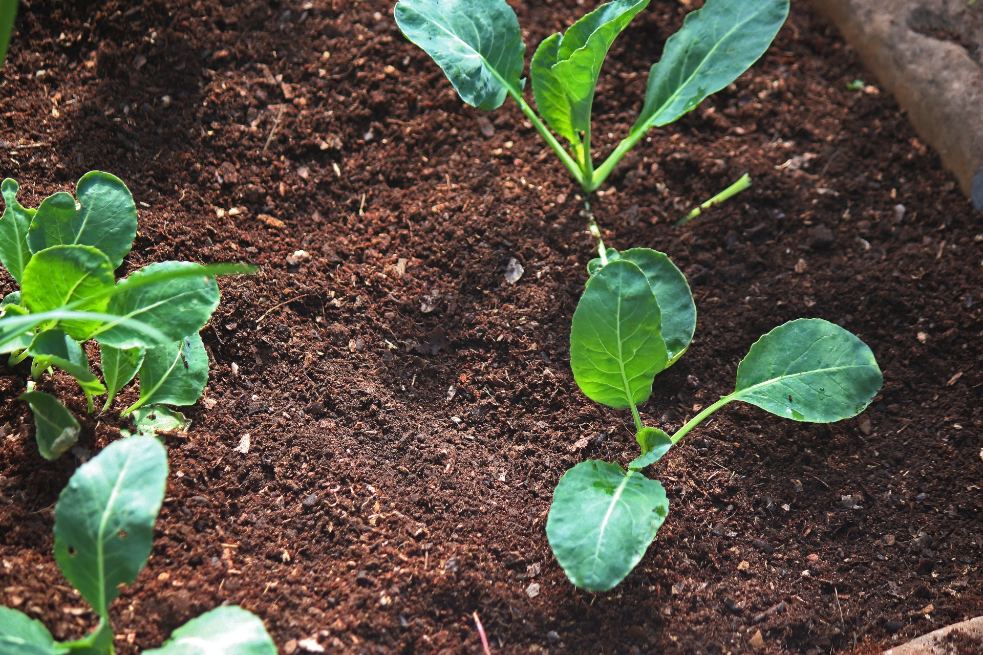 Ministério da Agricultura registra defensivos agrícolas, incluindo 7 de baixo impacto