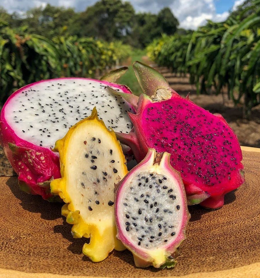 Embrapa disponibiliza cultivares de pitaya com material genético superior para produtores