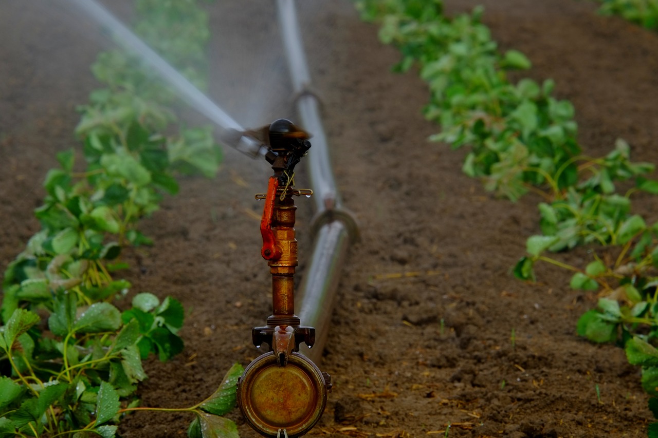 Codevasf alcança R$ 4,57 bilhões em valor bruto de produção com projetos de irrigação