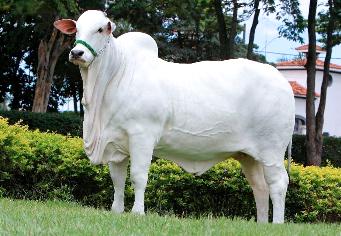 Viatina: a vaca de R$ 7,9 milhões da raça nelore