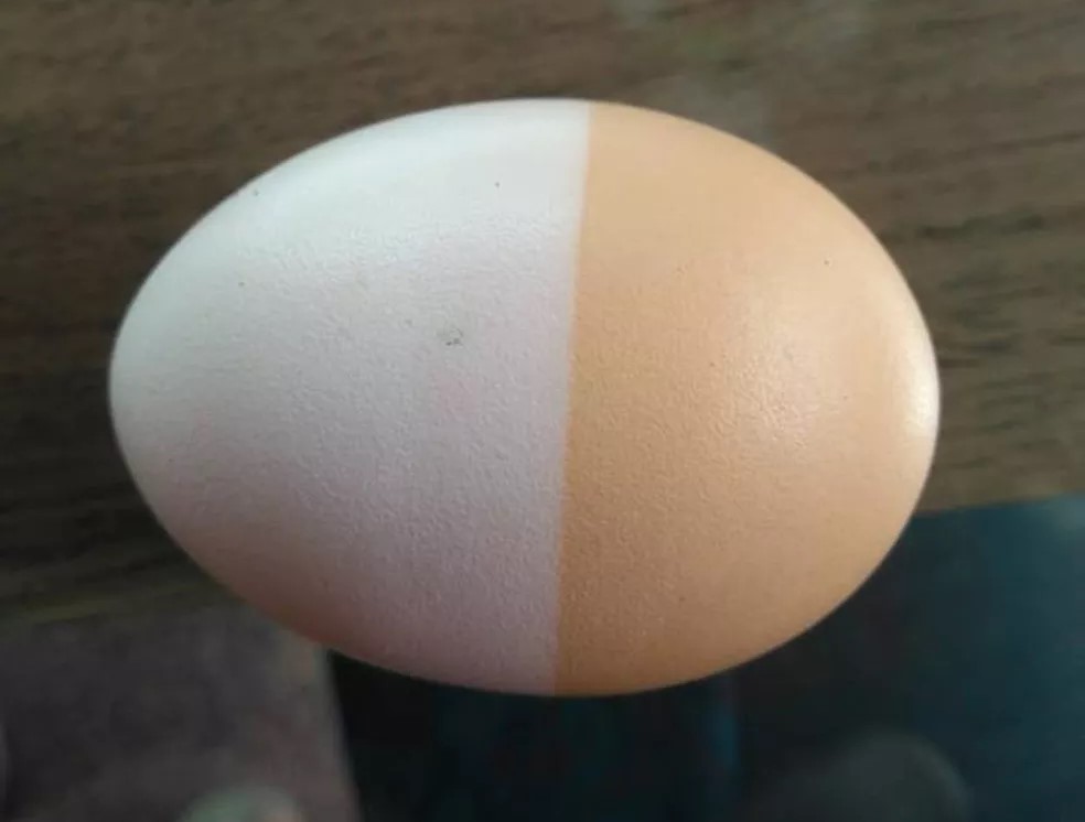 Produtor rural encontra ovo de duas cores no galinheiro