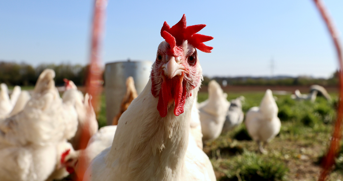 Exportação de carne de frango in natura do Brasil tem recorde em abril de 2023