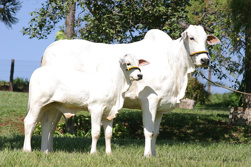 Nelore: a raça bovina mais popular do Brasil