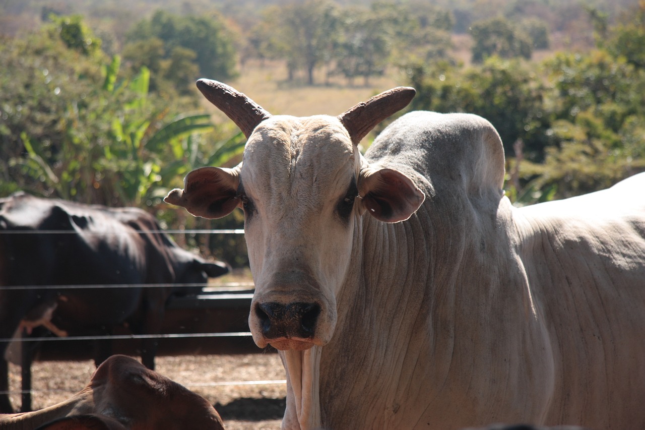 Exportações brasileiras de carne bovina in natura caem em abril