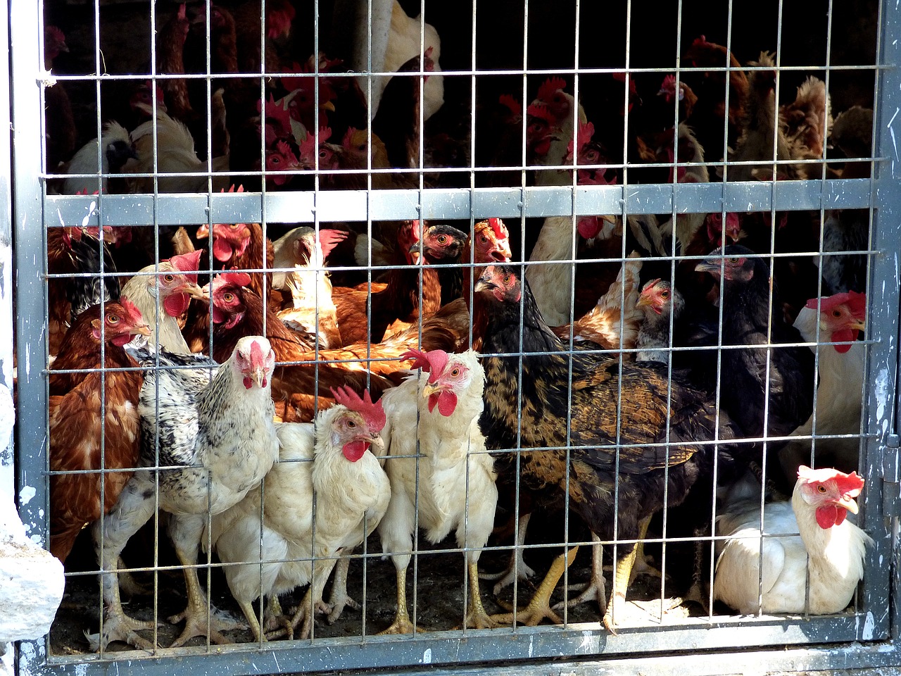 Governo declara estado de emergência zoossanitária devido à influenza aviária no Brasil