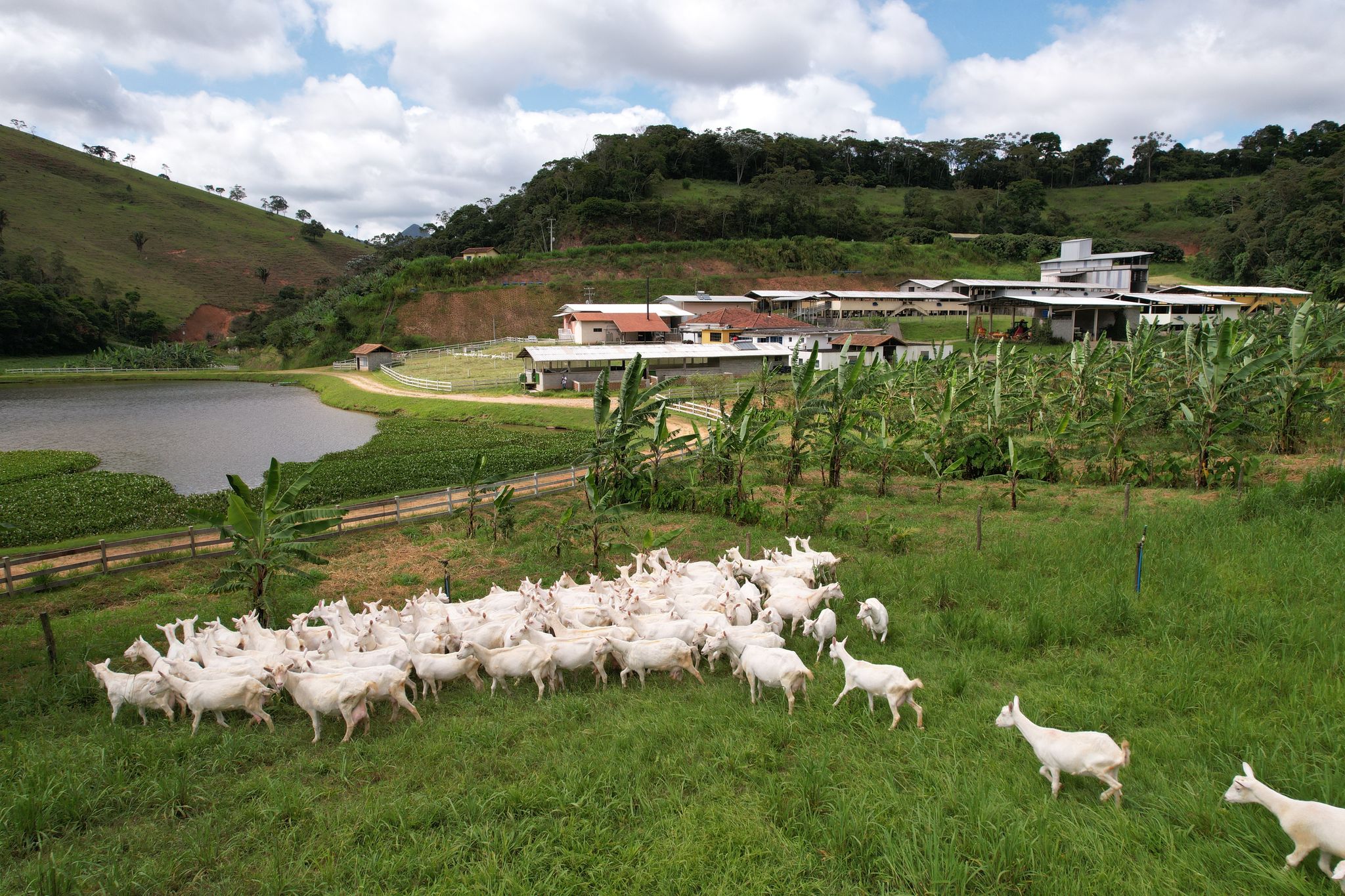 Empreendedor argentino investiu R$ 20 milhões na primeira granja leiteira de cabras do Brasil