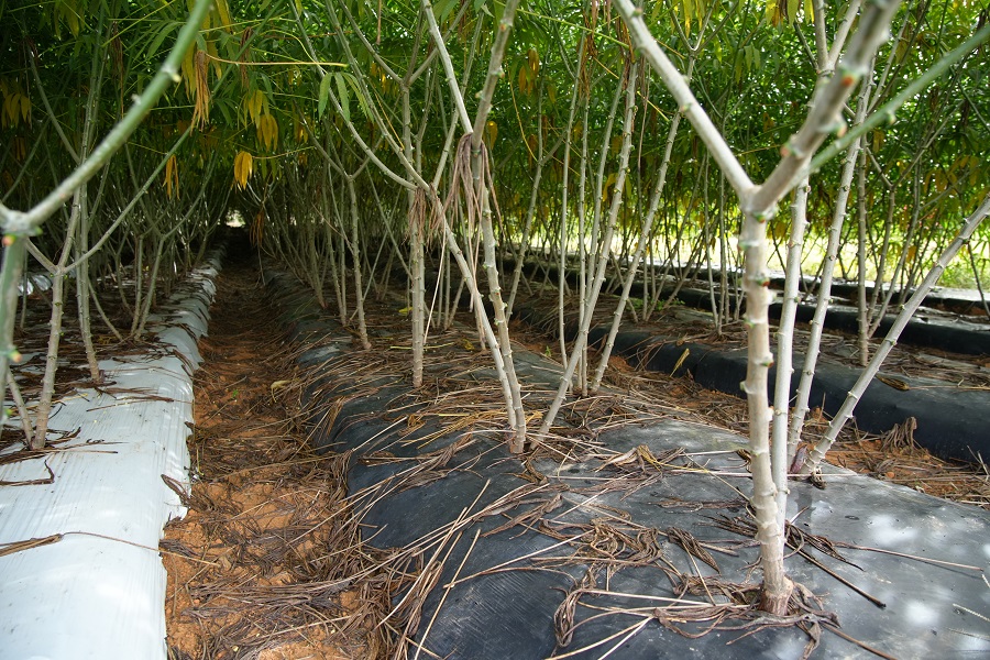 Embrapa desenvolve tecnologia para potencializar o cultivo da mandioca de mesa no Cerrado