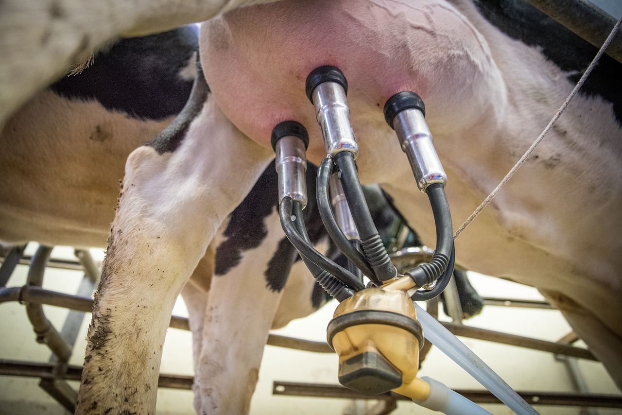 Produtores de leite pedem apoio para acabar com crise no setor