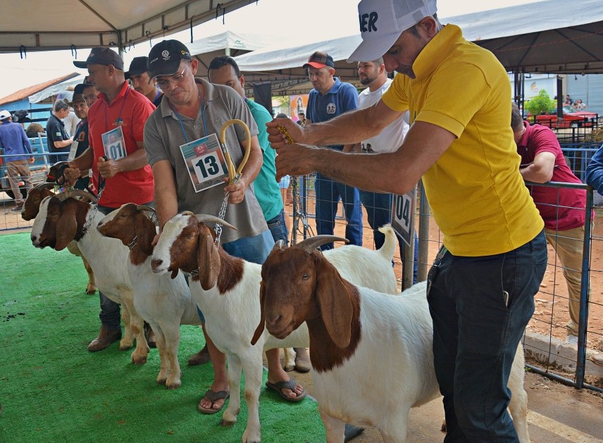 ExpoAcauã impulsiona o setor de ovinos, caprinos e distribui R$ 30 mil em prêmios a produtores
