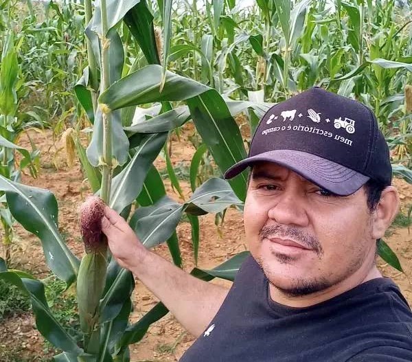 Agricultor encontra pé de milho com sete espigas em cidade do Piauí