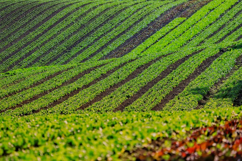 Ministério da Agricultura propõe certificado de sustentabilidade da agricultura brasileira