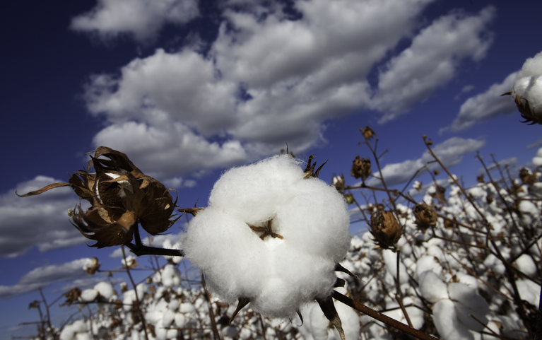 Preços do algodão sobem pelo 3º mês consecutivo