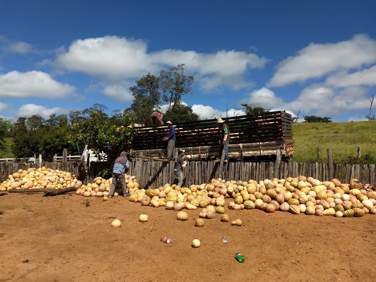Assentamento produz 400 toneladas de abóboras no Piauí