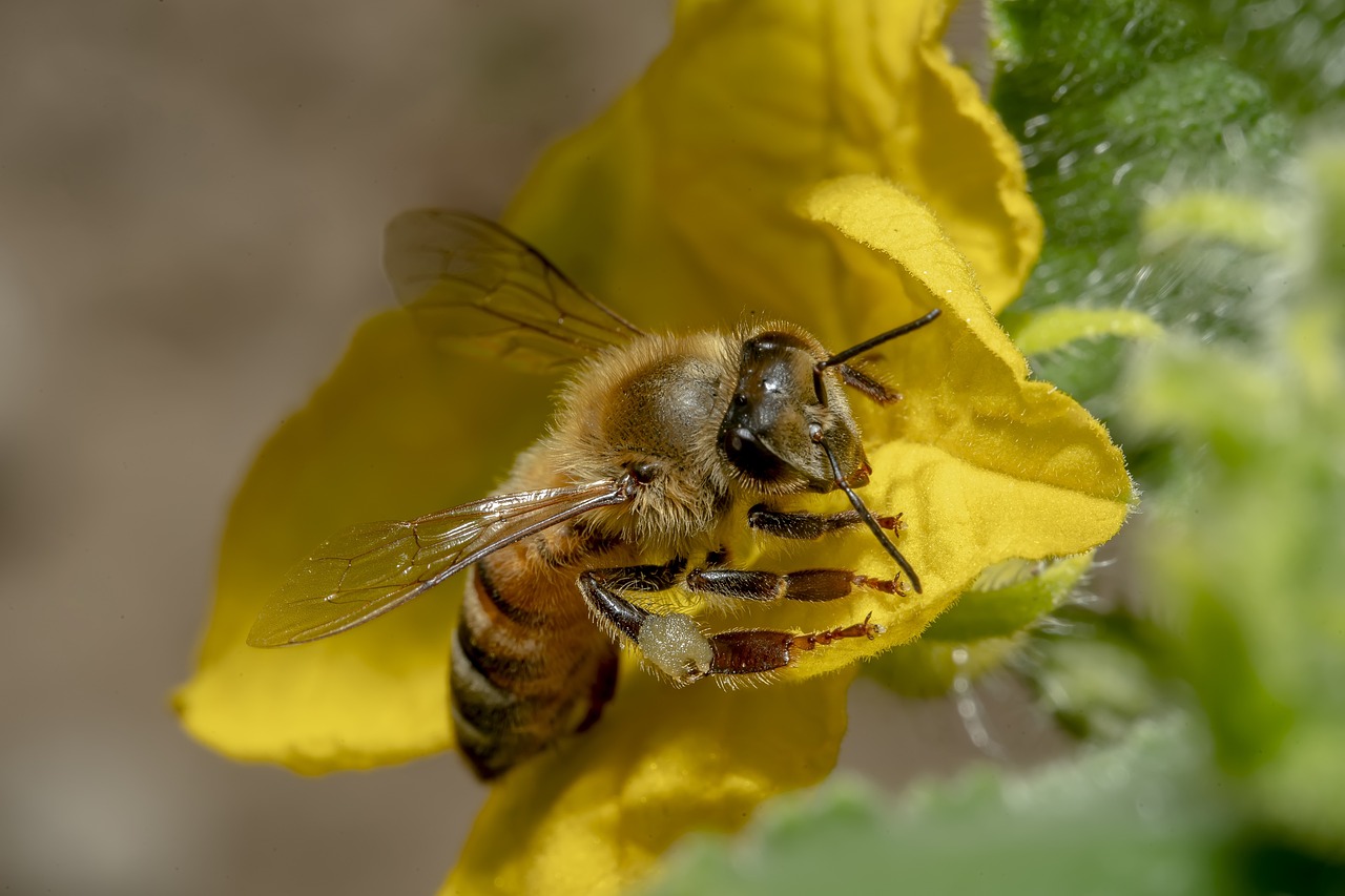 Notificações de acidentes com abelhas no Brasil cresceram 126% em 10 Anos