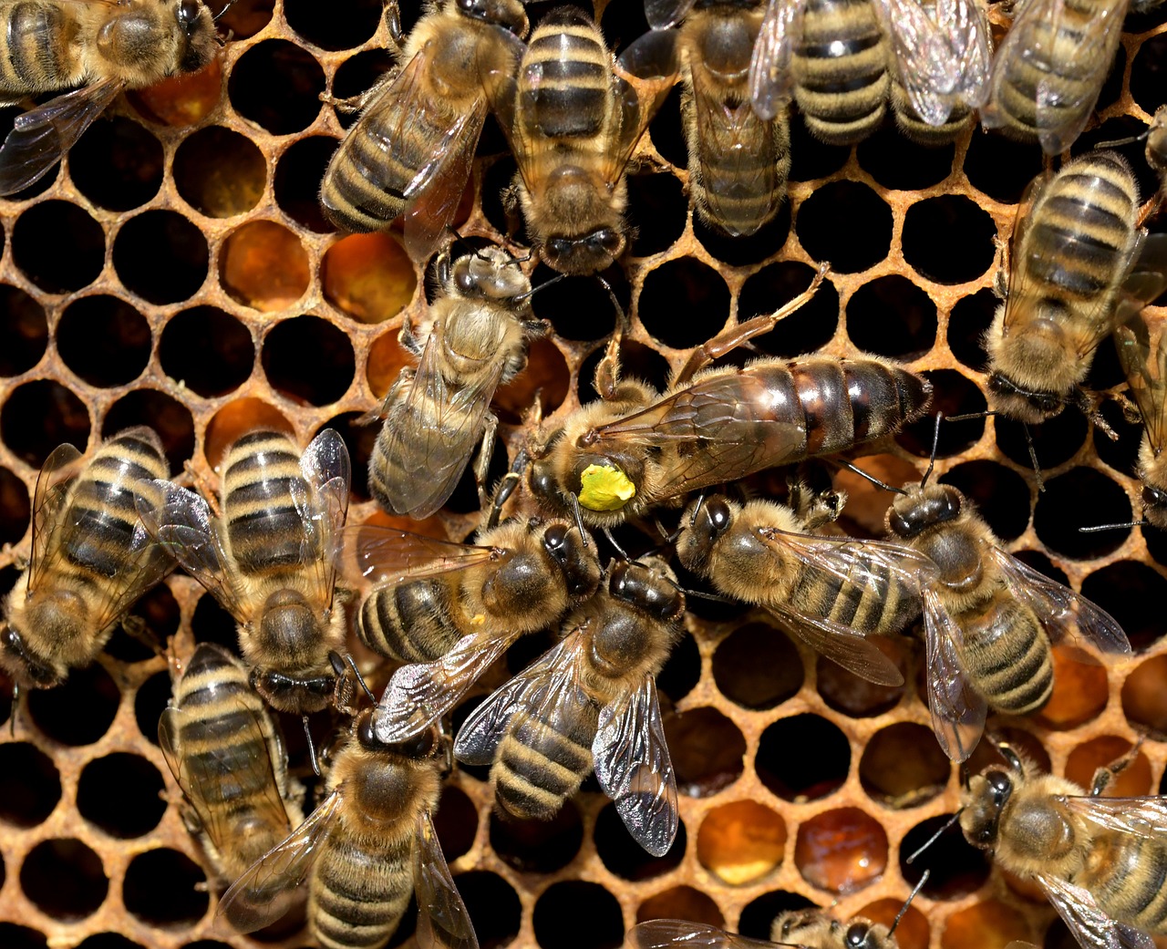 MAPA lança manual inédito sobre prevenção e controle de doenças das abelhas