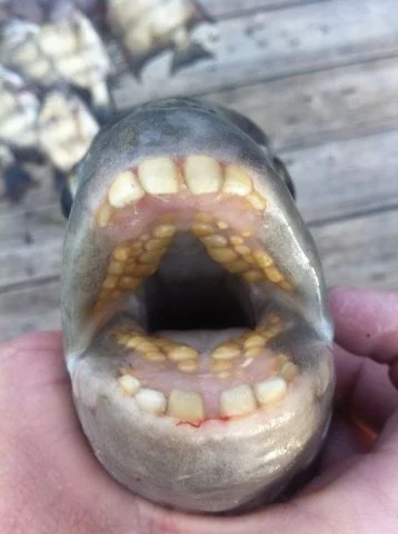 Pescador fisga peixe com ‘dentes humanos’ e quebra recorde