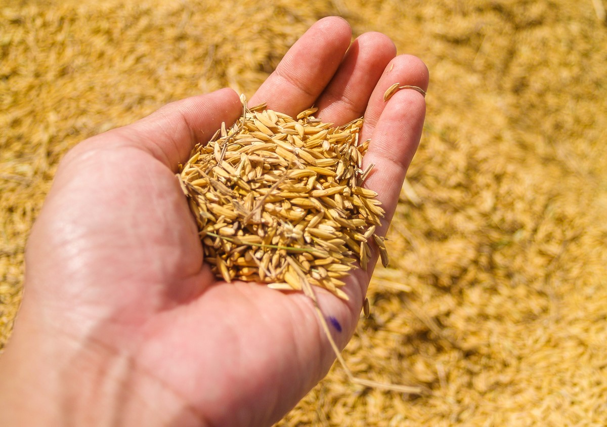 Cepea aponta queda de quase15% no preço do arroz em fevereiro