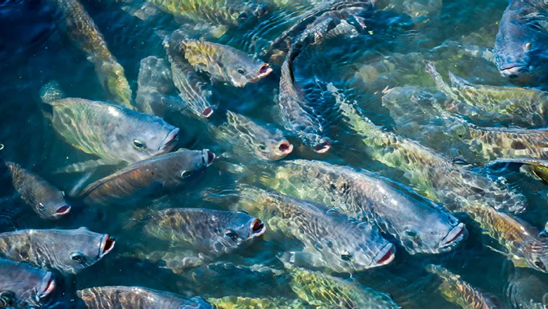 Quais são os peixes de água doce mais consumidos no Brasil?